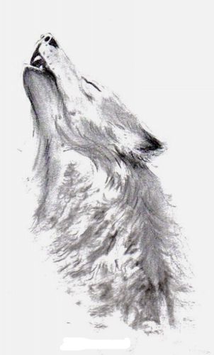 white charcoal drawing  Dessin au fusain, Dessin noir et blanc, Dessin de  loup