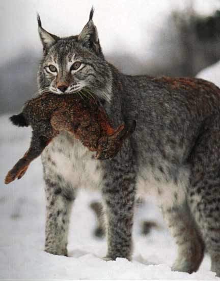 TECHNIQUES DE CHASSE DU LYNX - Lynx Mode De Chasse