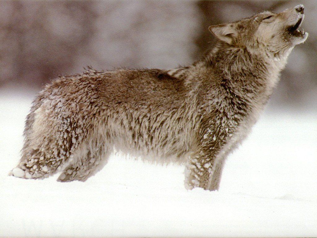 La domestication du loup – Le génie des bêtes